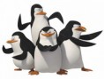 /album/imagens/pinguinsdemadagascar01-jpg/